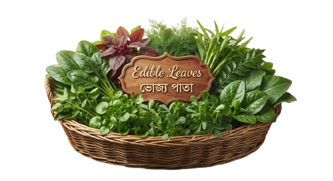 Edible Leaves ভোজ্য পাতা